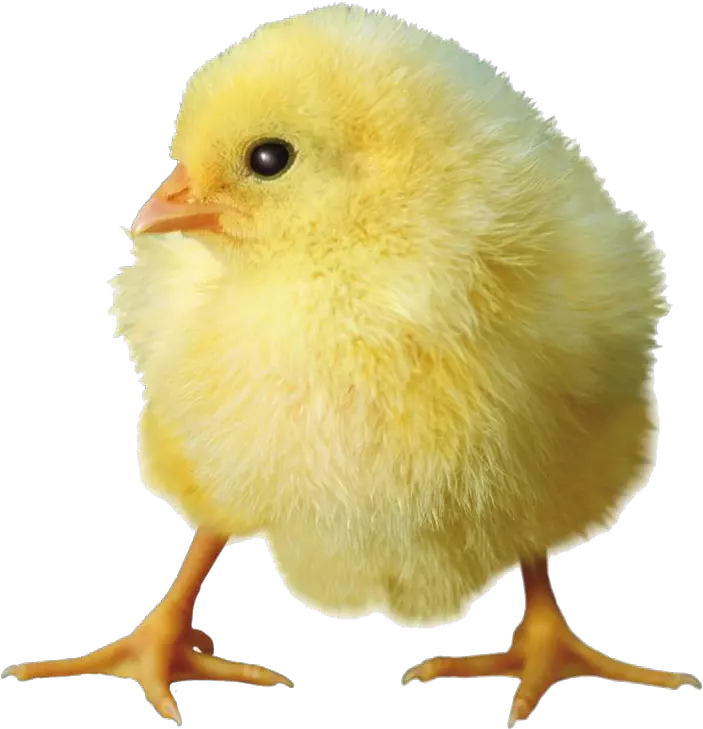 Yellow Chick Png Download Baby Chick Transparent Background