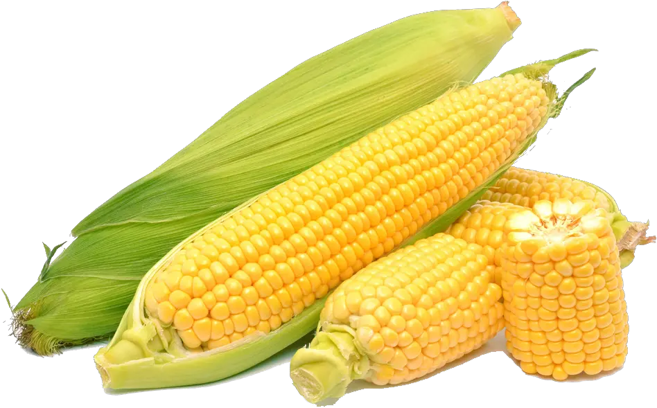 Corn On The Cob Maize Sweet Corn Corn Png