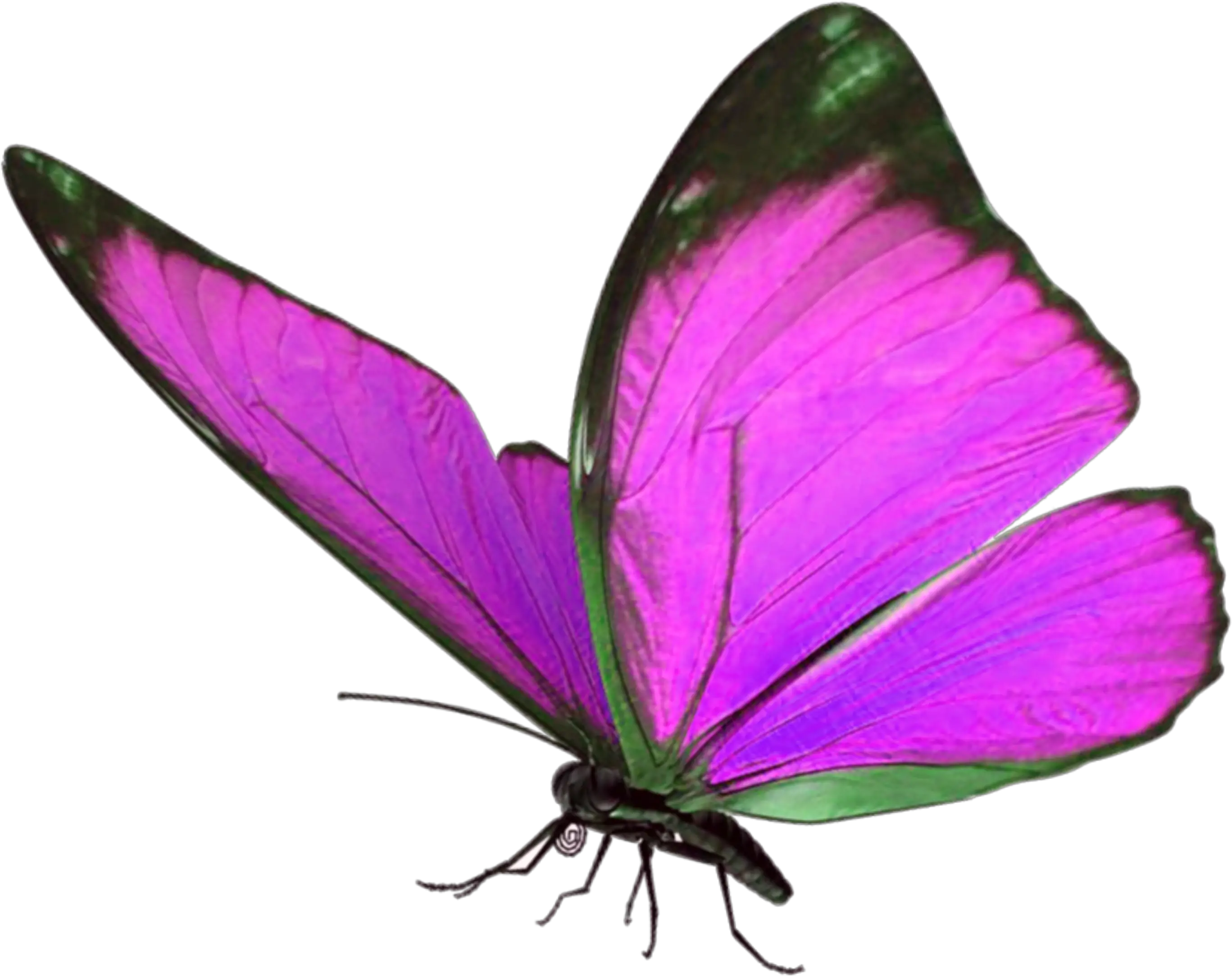 Transparent Butterflys Png Blue Light Butterfly Png