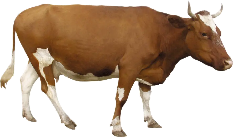 Beef Cattle Dairy Brown Brown Cow Transparent Background