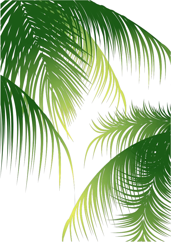 Euclidean Arecaceae Coconut Material Coconut Leaves Vector Png