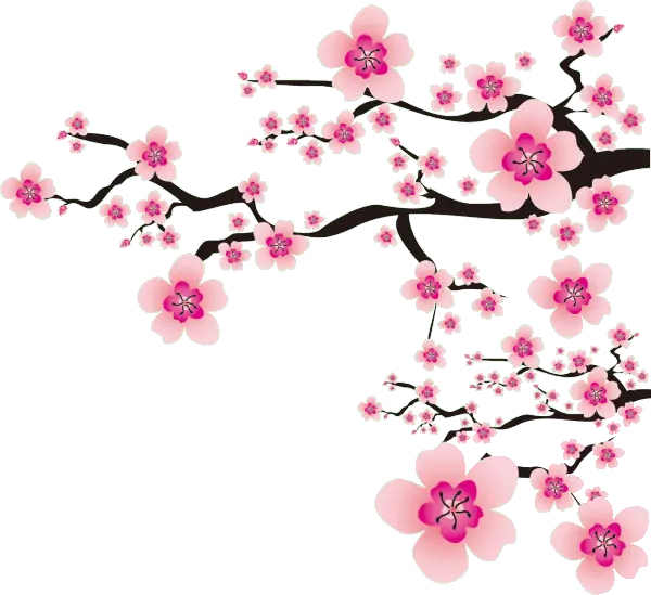 flowers meihua china pink nature ftestickers Japanese Cherry Blossom Png