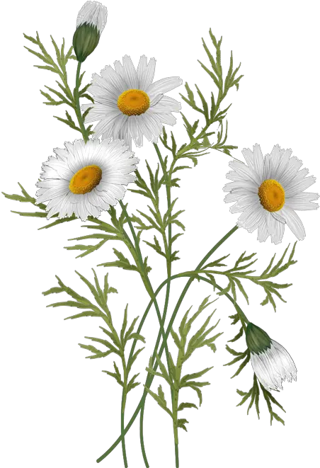 Flowers Daisies Pinterest Daisy Flower Illustration Png