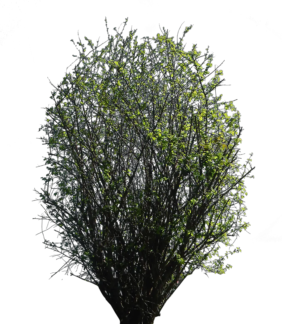 Bushes Png For Photoshop