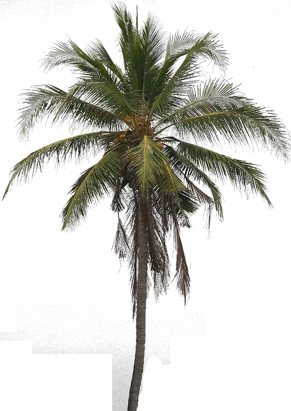 Coconut Tree Arecaceae Clip Art Real Coconut Tree Png