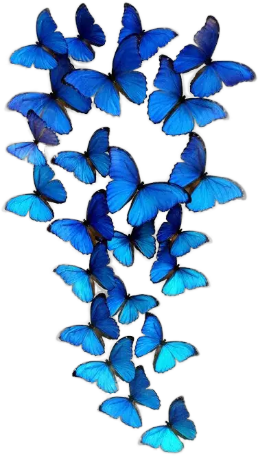 Group Of Blue Butterflies