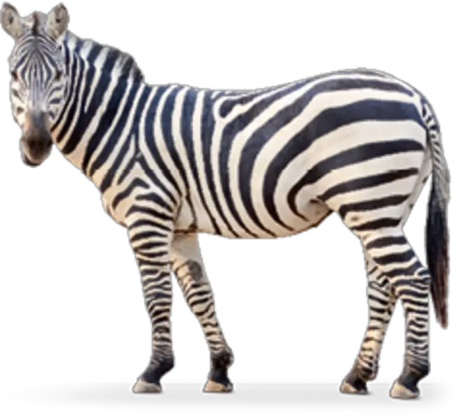 Transparent Zebra Head Png Hartmann39s Zebra Png