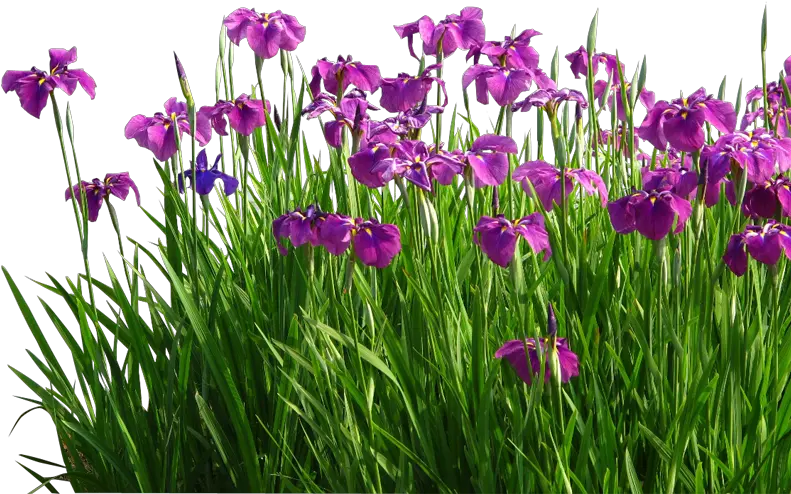 Flower Sweet Flag Garden Grasses Garden Lawn Png