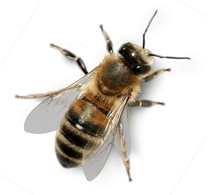 Transparent Background Honey Bee Png