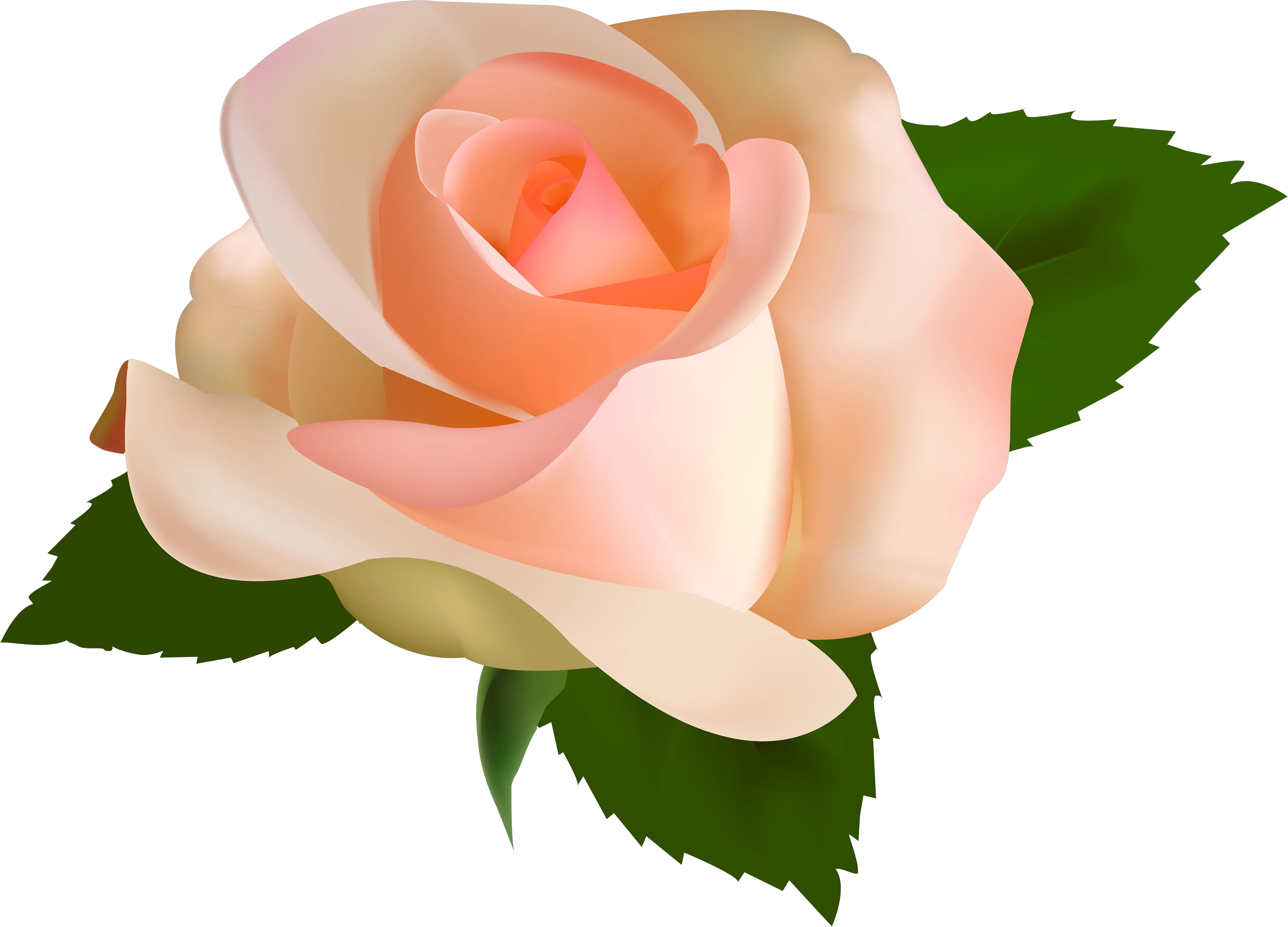 Transparent Roses Png Images Peach Rose Rose Clipart