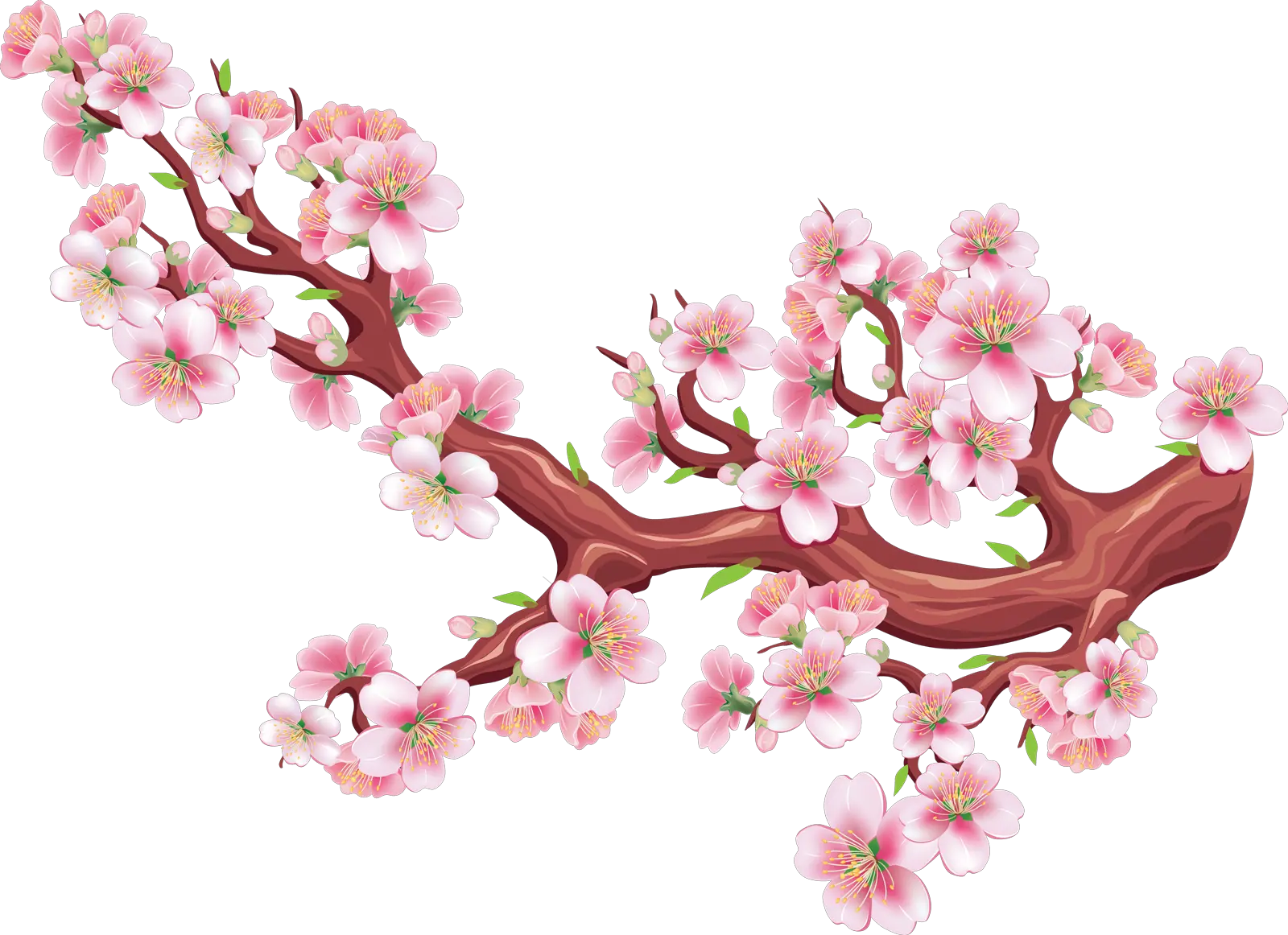 Sakura Png Free Download Sakura Png