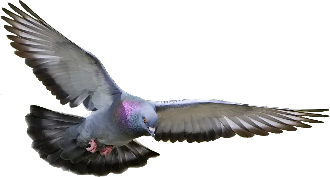 Transparent Background Flying Pigeon Png
