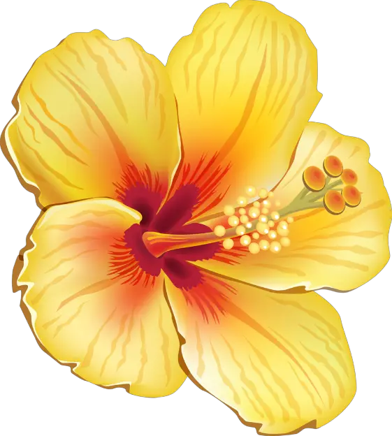 hibiscus flower hawaiian yellow summer tropical Hawaiian Tropical Flowers Png