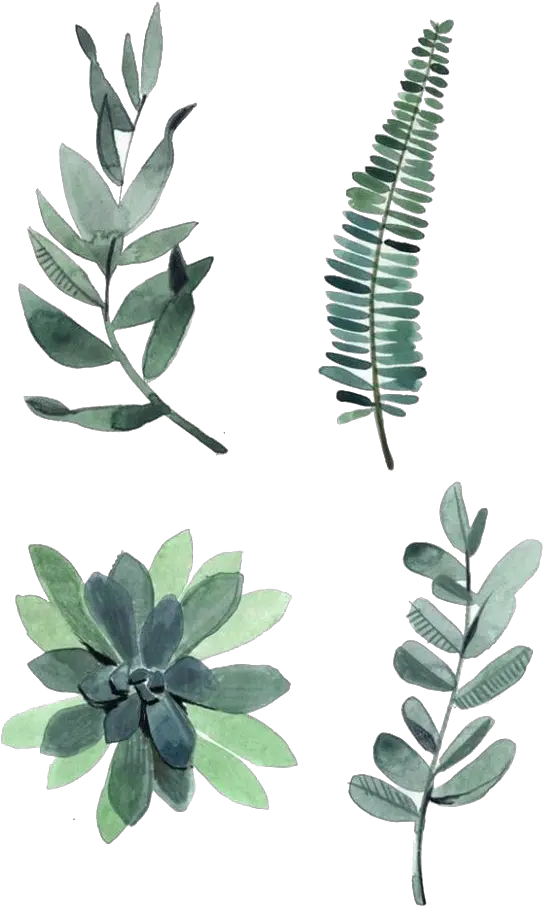 Watercolor Painting Drawing Plant Illustration Watercolor Watercolor Plants
