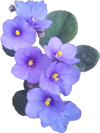 Single African Violet Flower