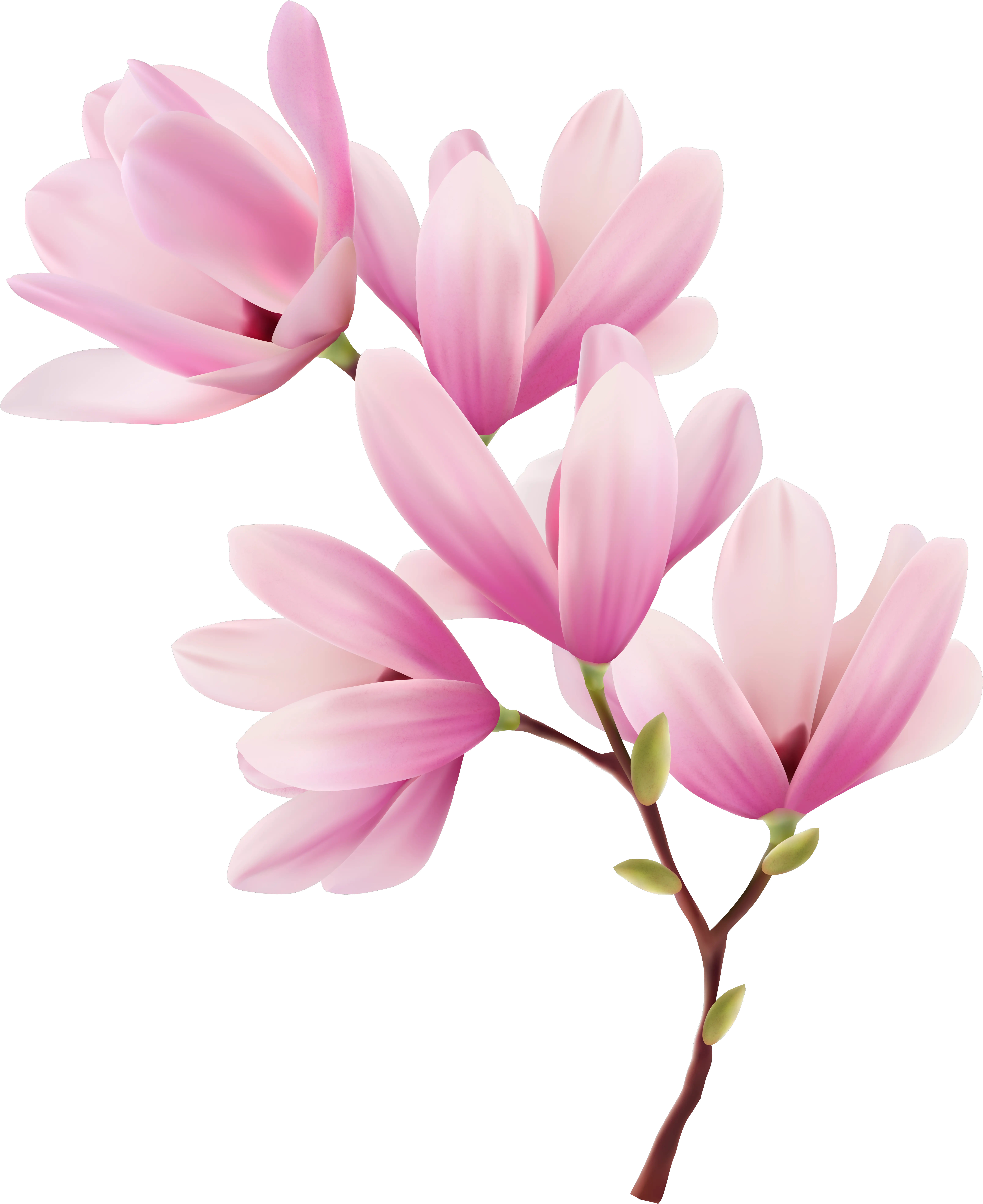 Magnolia Clipart Spring