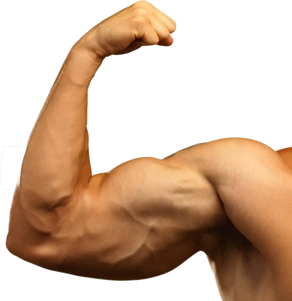 Muscle Png Image Muscular Arm Transparent