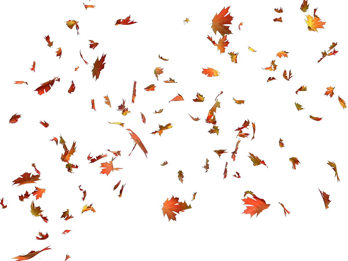 Autumn Color Leaves Leaf Maple Free Hd Image Clipart Png Leaves Fall Gif