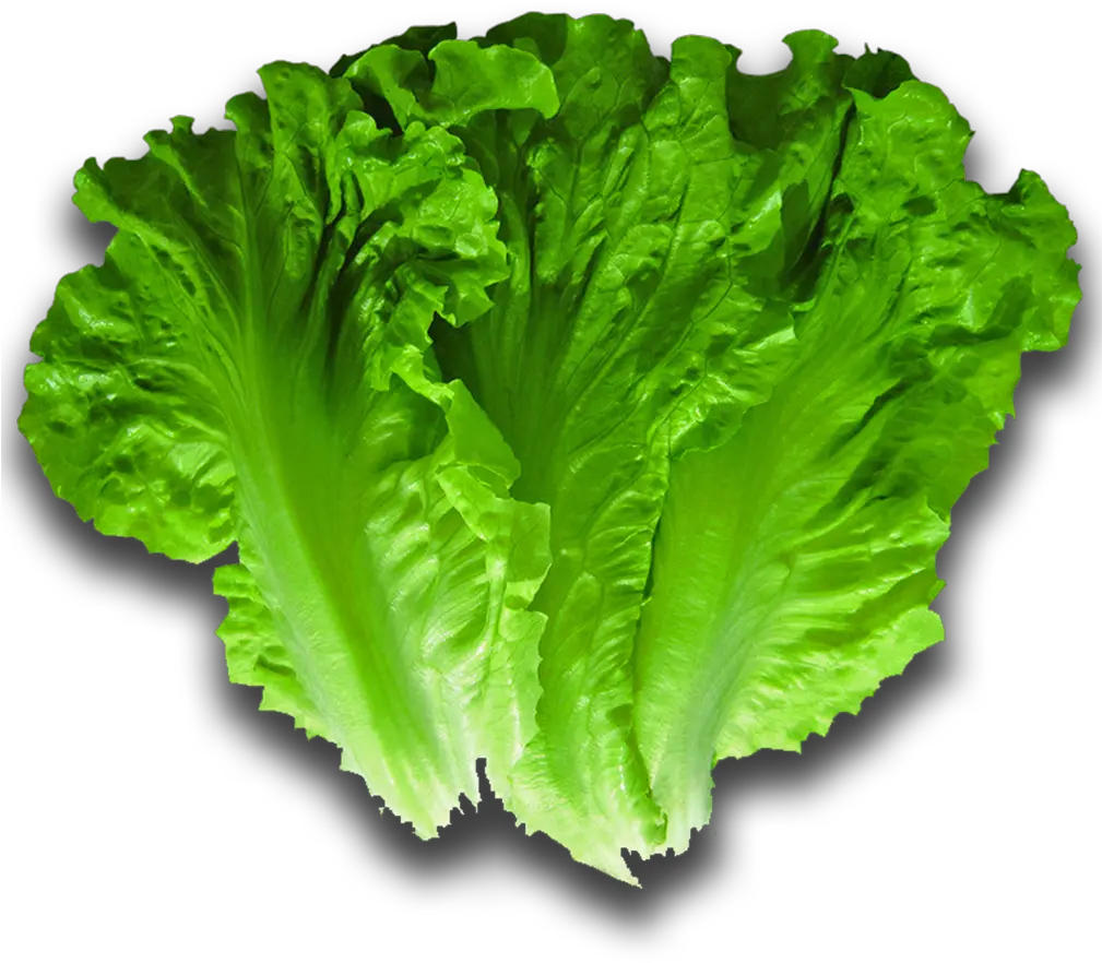 Lettuce Png