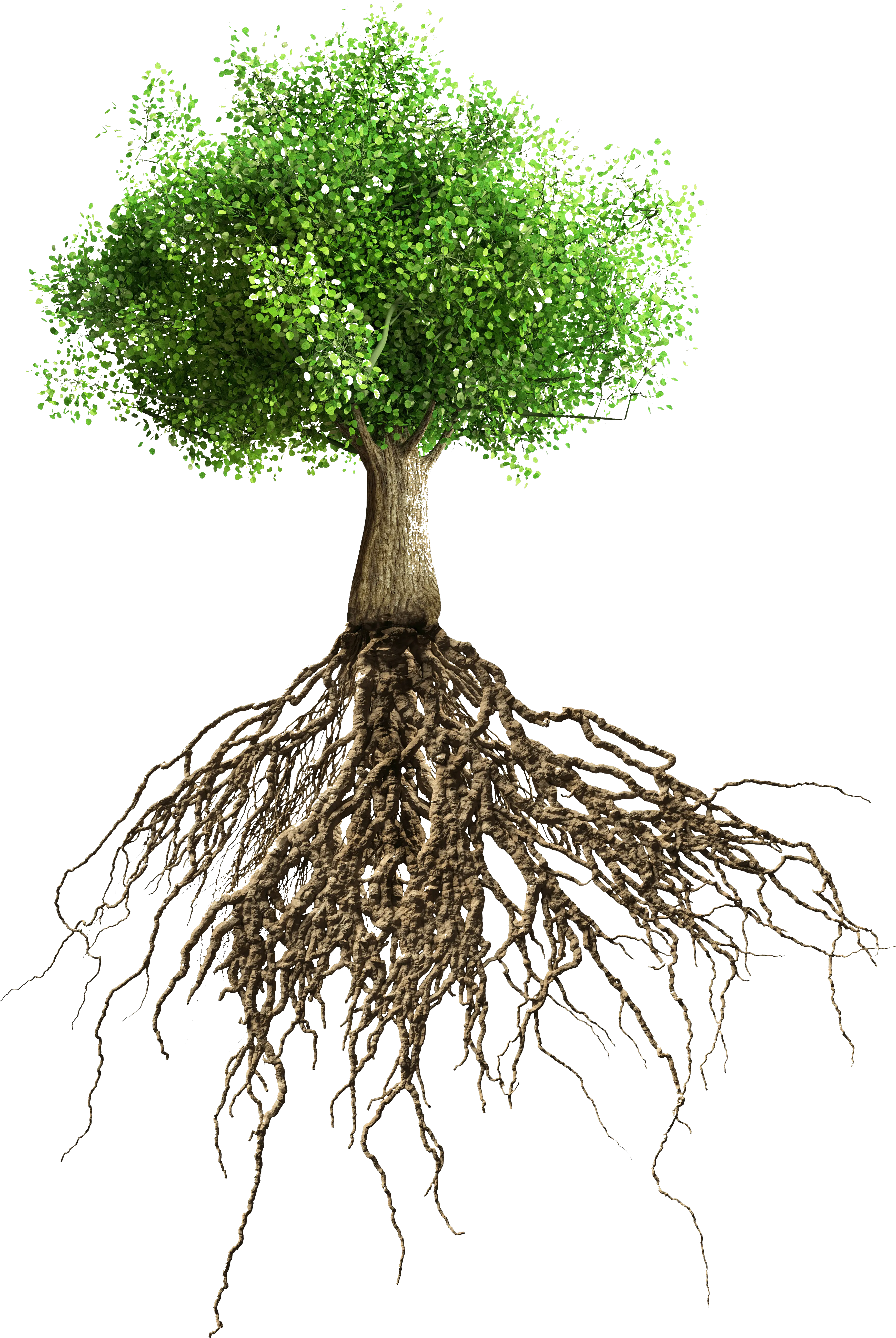 Raices Del Arbol De Mango