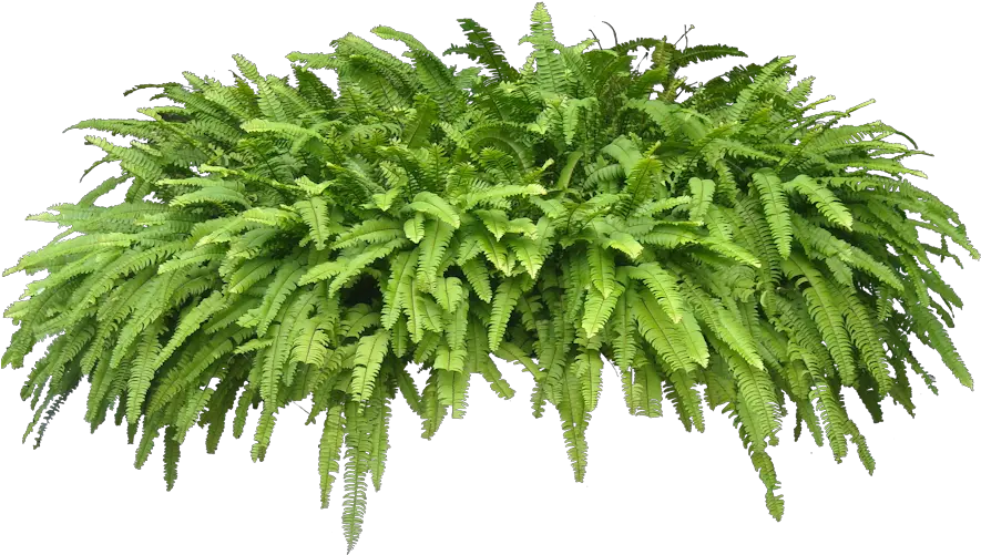High Resolution Ferns Png Icon Tropical Plants Transparent Background
