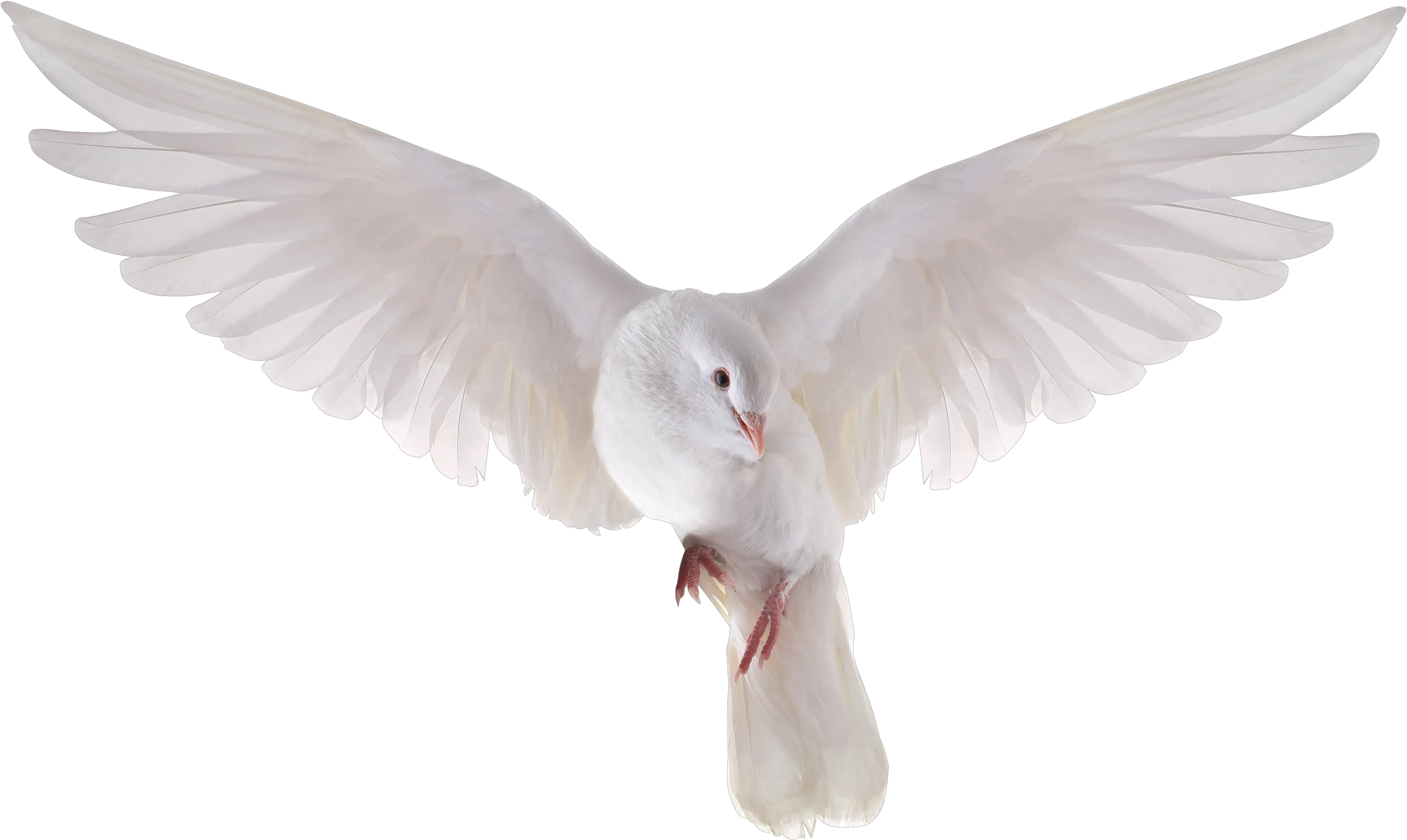 Transparent Holy Spirit Dove Clipart Transparent Background Pigeon Png