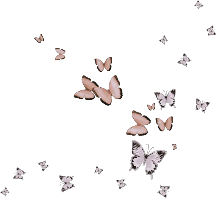 butterfly pink flying animals Skipper (butterfly)