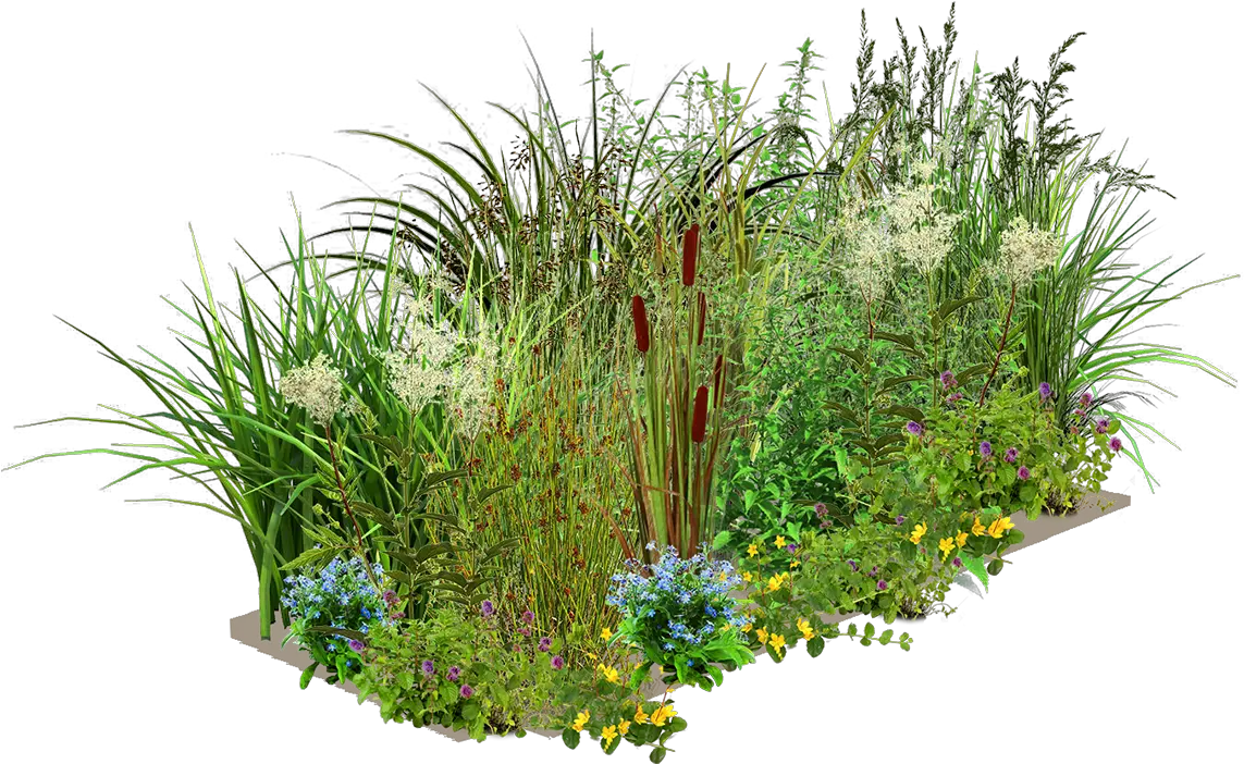 Layer One Wetland Plants Png