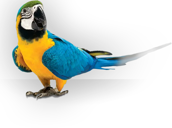 Parrot Png Parrot