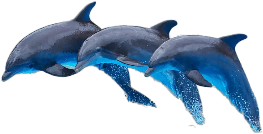 Dolphin Png Image Latexfauna