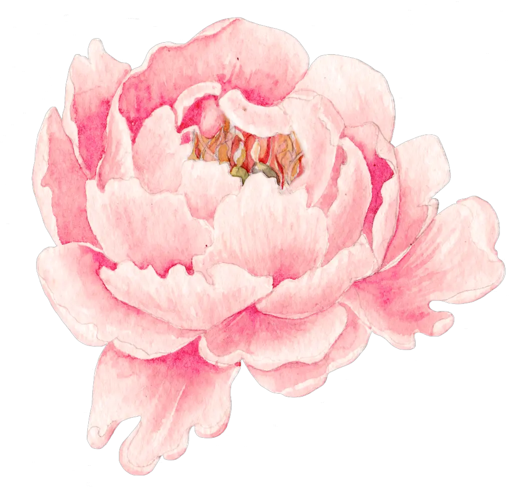 This Graphics Is Pink Peony Flower Transparent Png 牡丹 水彩