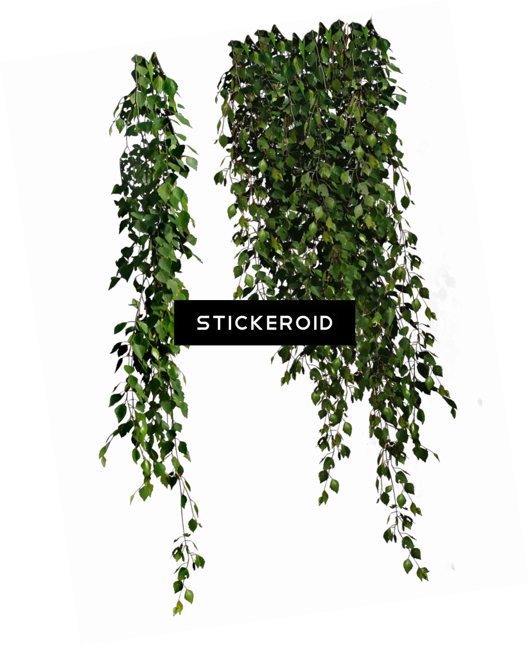Bush Plant Png Hanging Plants Transparent