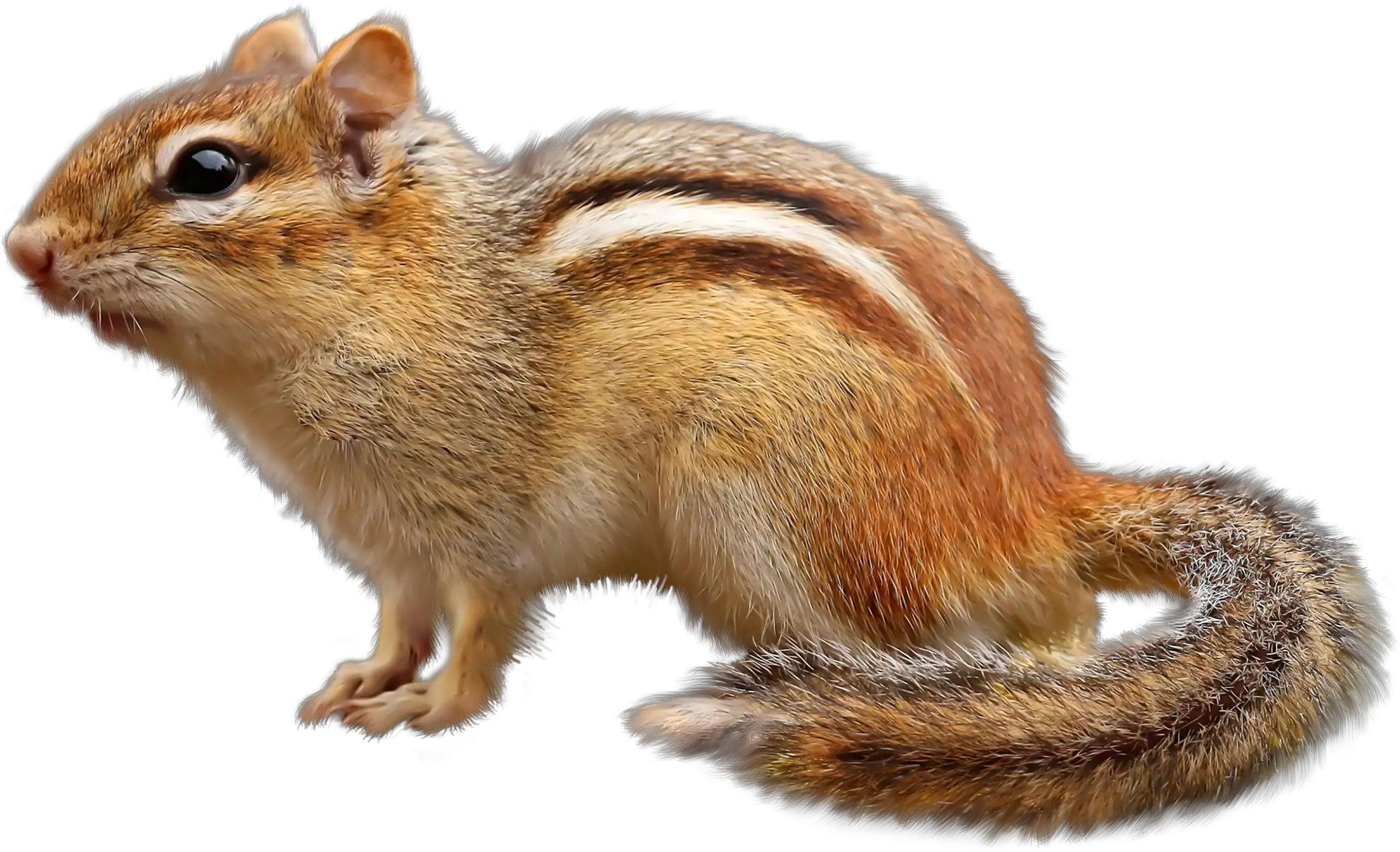Chipmunk Png
