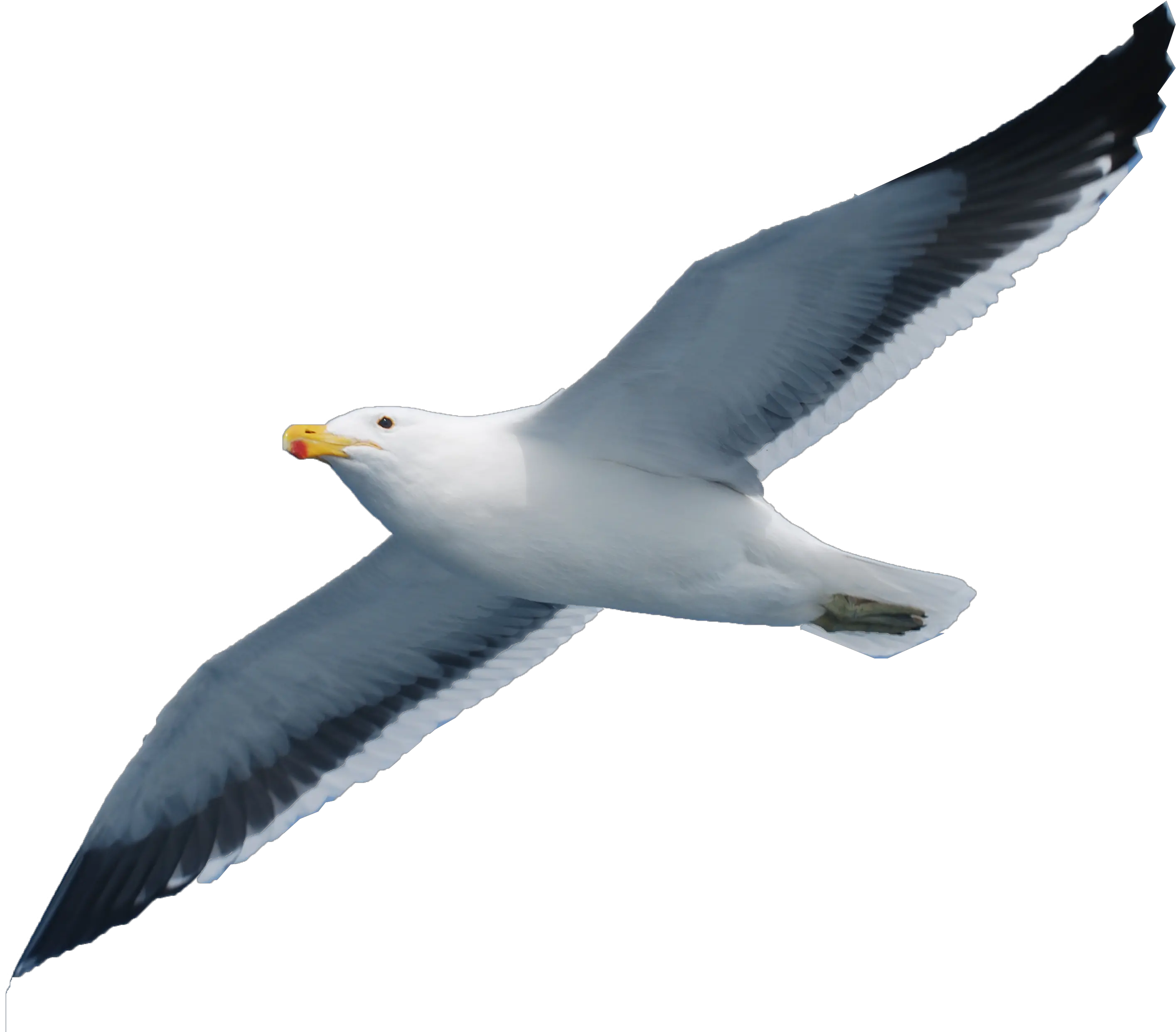 Seabird Seagull Png Download Seagull Png