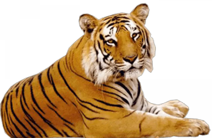 Sitting - Tiger Photo Hd Png