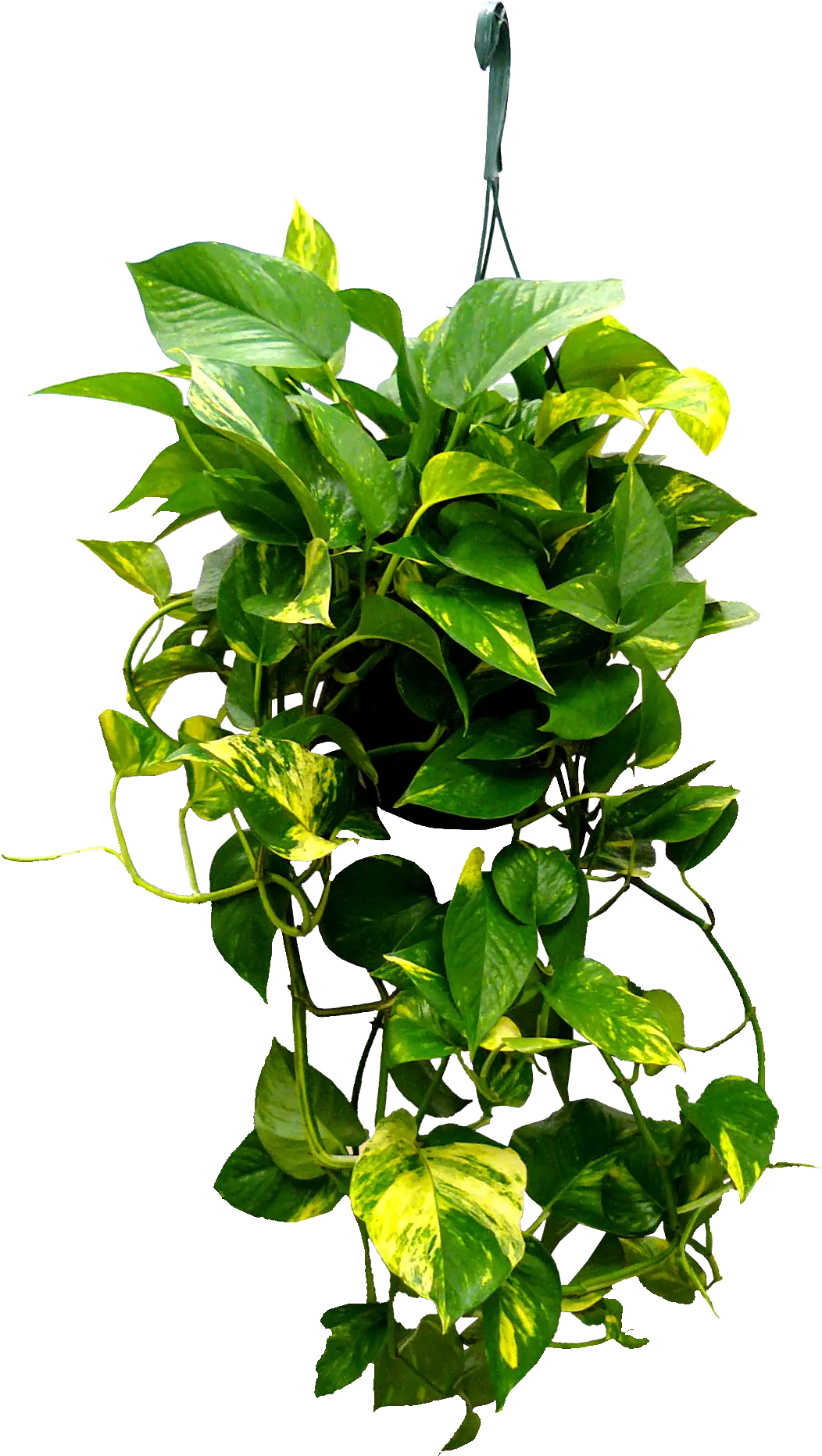 Png Hanging Plants Transparent