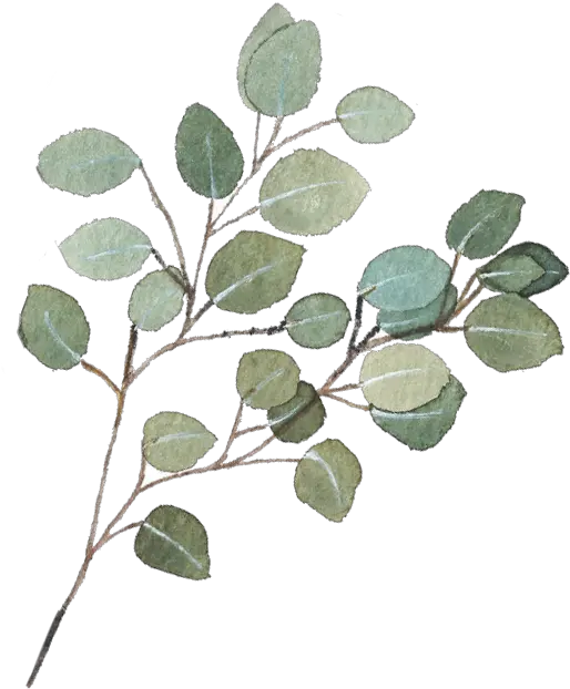 Eucalyptus Garland Png Transparent Background Eucalyptus Branch Png