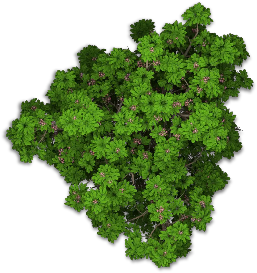 Www Playcast Ru Bushes Png Tree Png Top View Plant Top View Png
