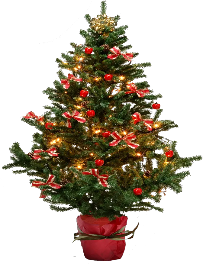 Fir Tree Png Transparent Small Christmas Tree Transparent Background