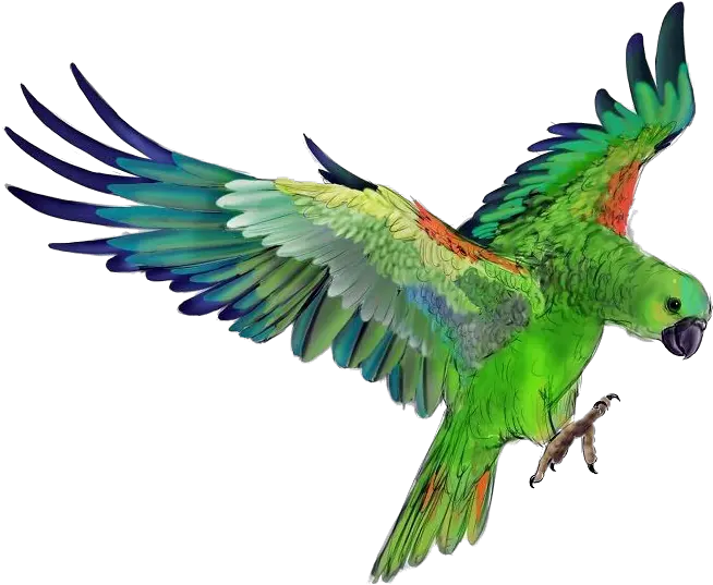 Parrot Png Photo Background Green Parrot Flying Png