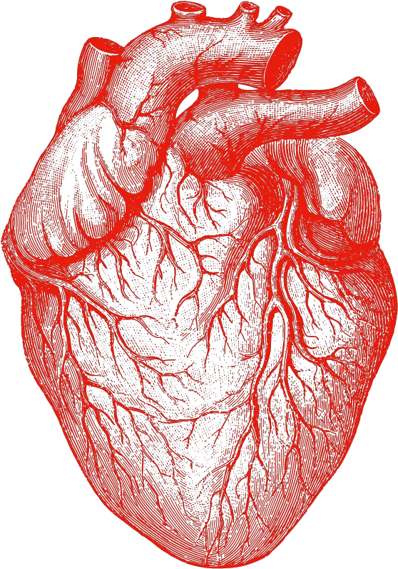 Drawn Tongue Tongue Anatomy Transparent Human Heart Png