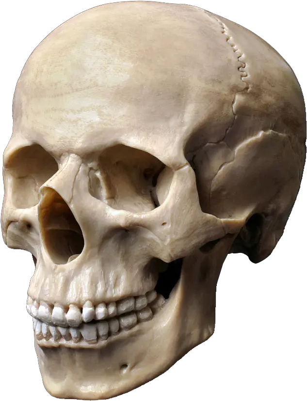 Clip Art Stock Photography Skeleton Head Skull Stock