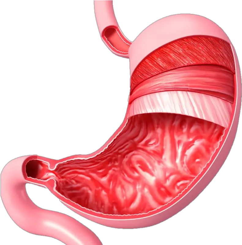 Muscular System On Emaze Stomach Diagram No Labels