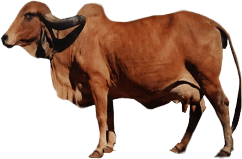 A2 Gir Cow Milk