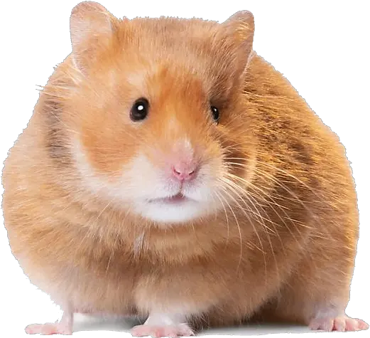 Hamster Png Image