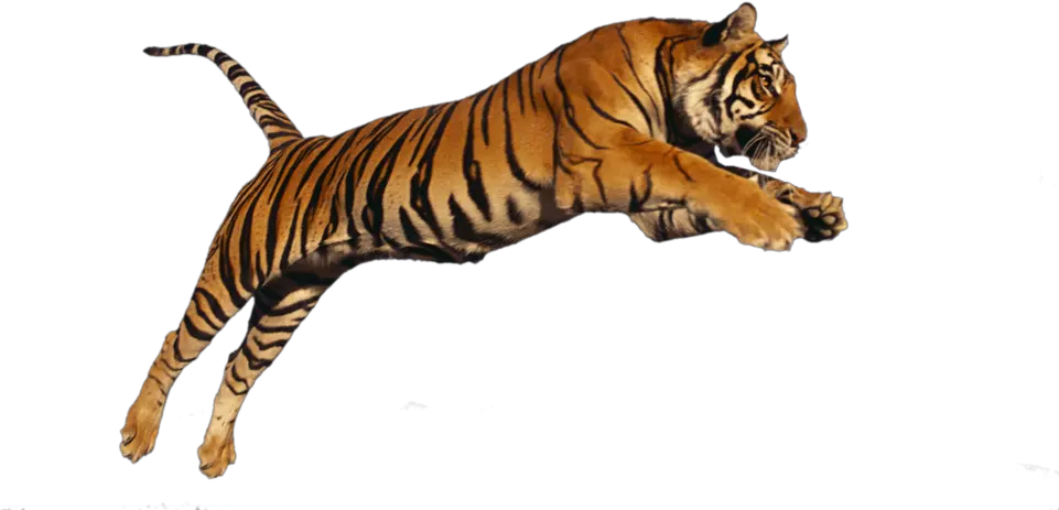 Transparent Siberian Tiger Clipart Png Images Tiger
