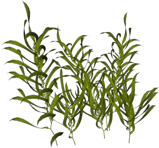 Seaweed Ocean Aquatic Plants Transparent Aquatic Plant Png