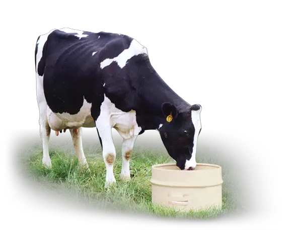 Feeding Directions Dairy Cow Dairy Cow