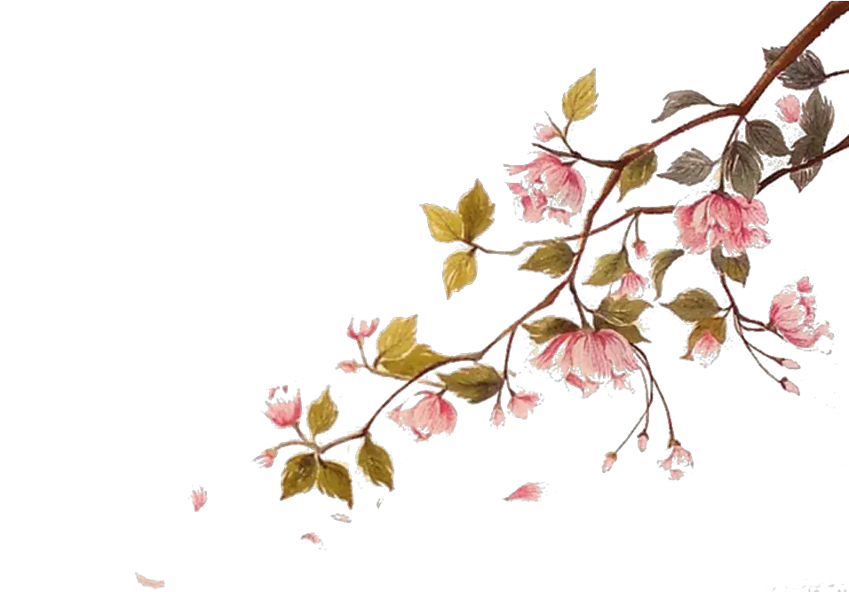 Falling Cherry Blossoms Png Cherry Blossom Branch Watercolor