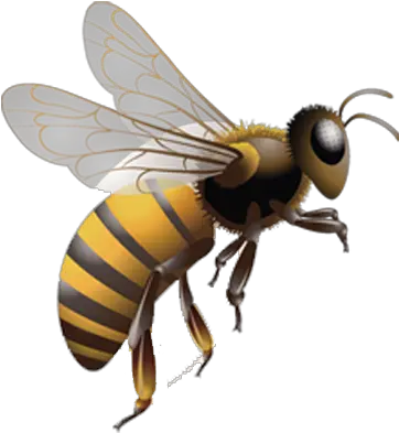 Graphic Free Stock Honey Bee Insect Beehive Flying Bee Transparent Png